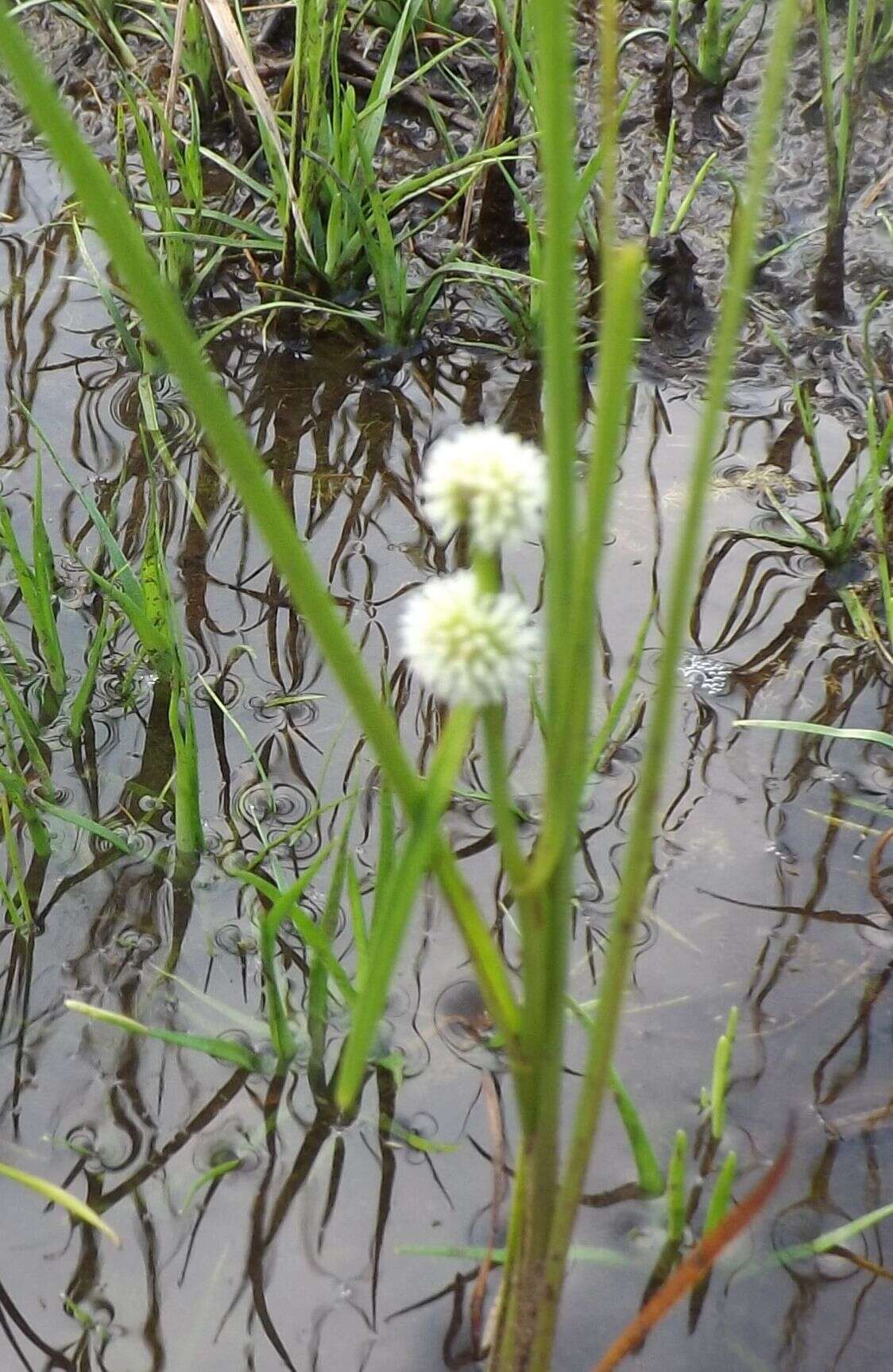 Sivun Sparganium subglobosum Morong kuva