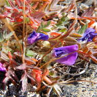 Image of <i>Oxytropis huddelsonii</i>