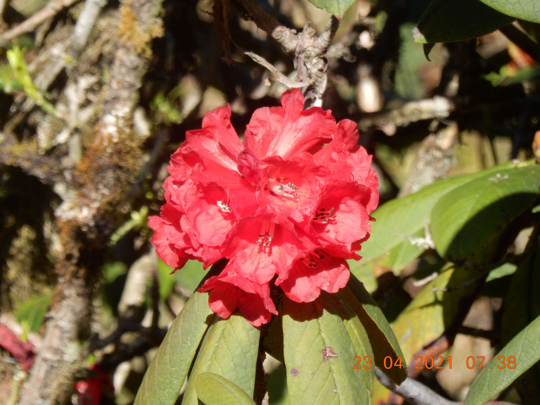 صورة Rhododendron argipeplum I. B. Balf. & R. E. Cooper