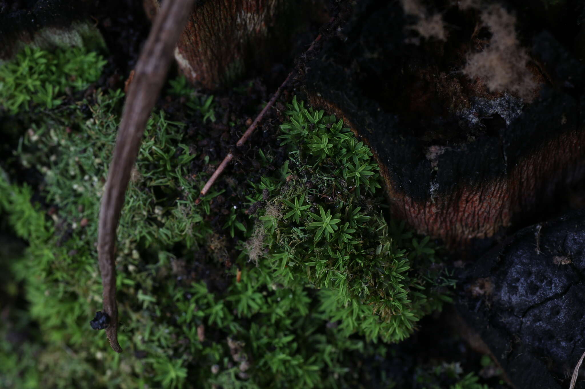 Calymperastrum latifolium Stone 1986的圖片