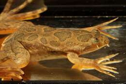 Image of Muller's clawed frog