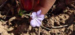 صورة Ruellia erythropus (Nees) Lindau