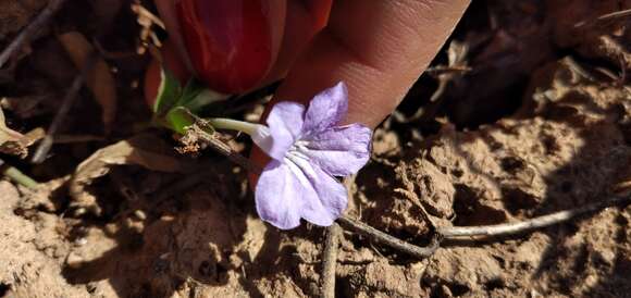 Image of Ruellia erythropus (Nees) Lindau