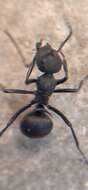 Image of Polyrhachis lacteipennis Smith 1858