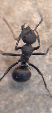 Image of Polyrhachis lacteipennis Smith 1858