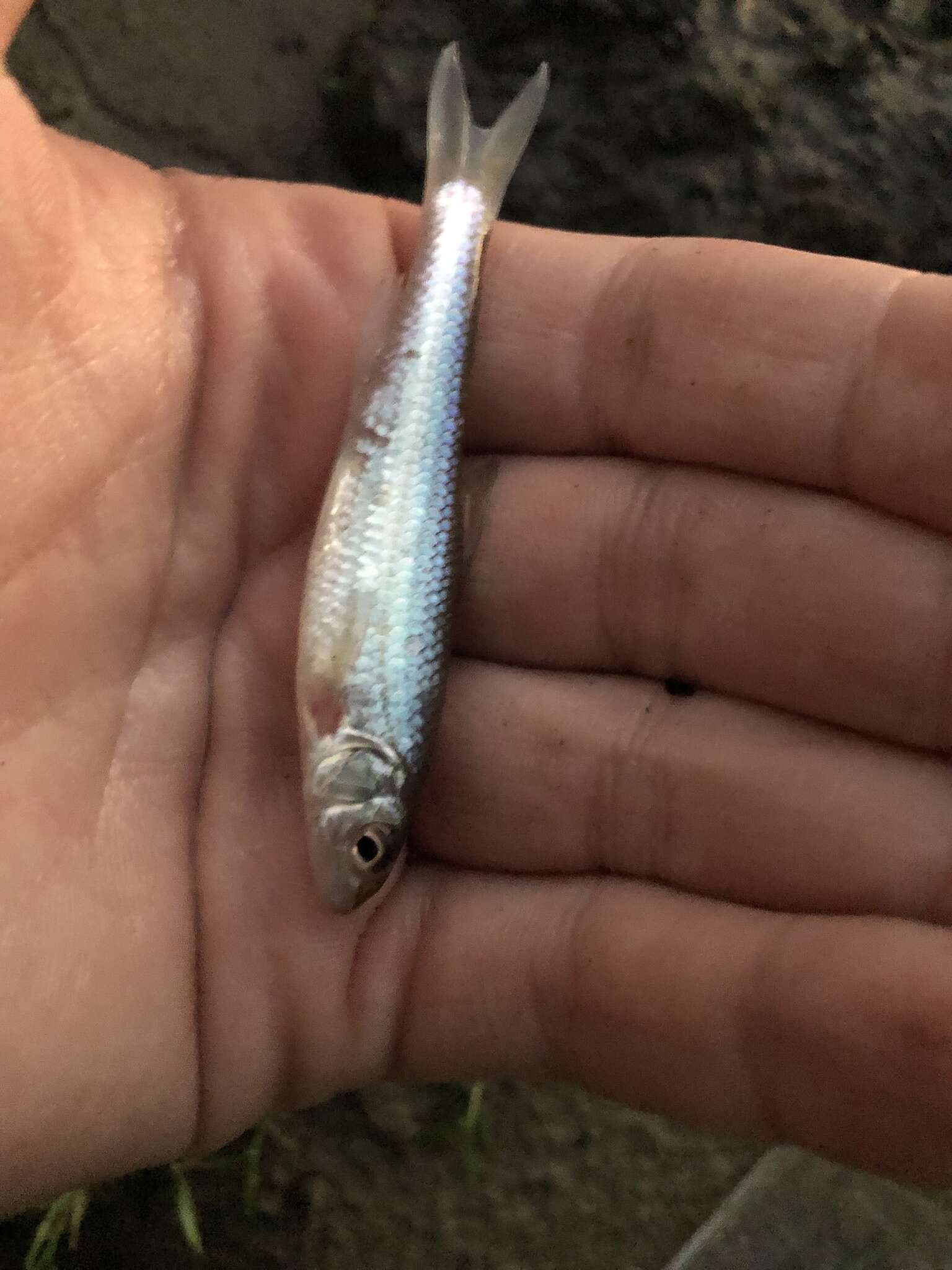 Image of Silver chub