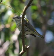 Image of Cape May Warbler