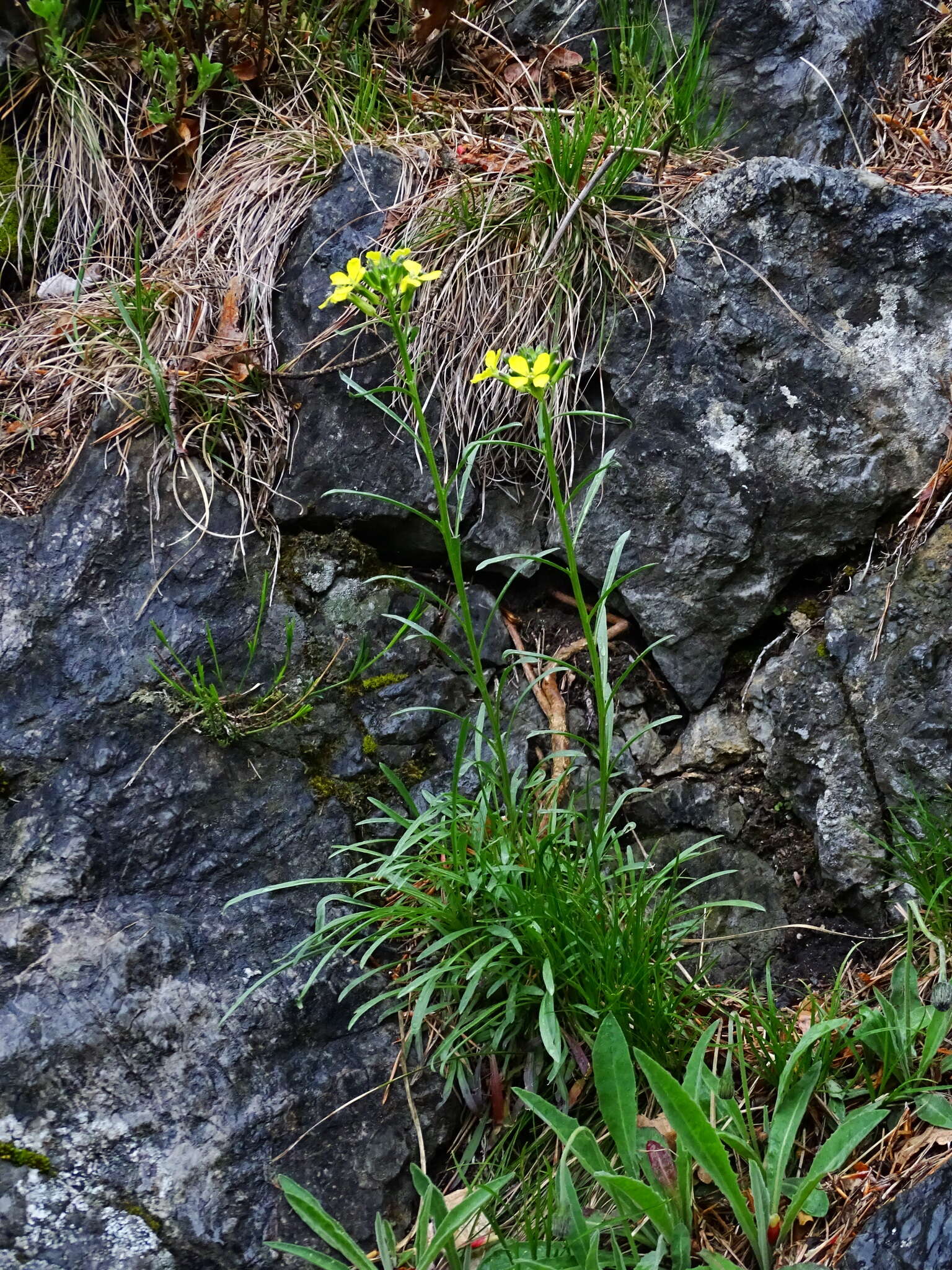 Image de Erysimum sylvestre (Crantz) Scop.