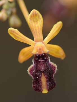 Image of Cottonia peduncularis (Lindl.) Rchb. fil.