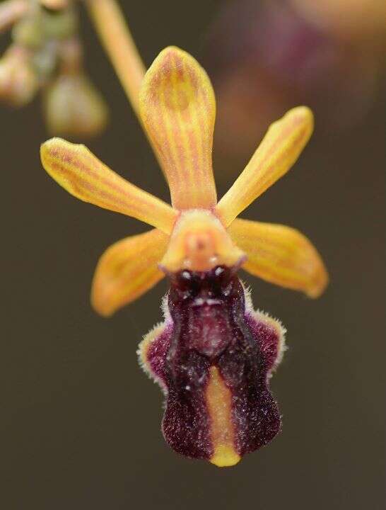 Cottonia peduncularis (Lindl.) Rchb. fil.的圖片