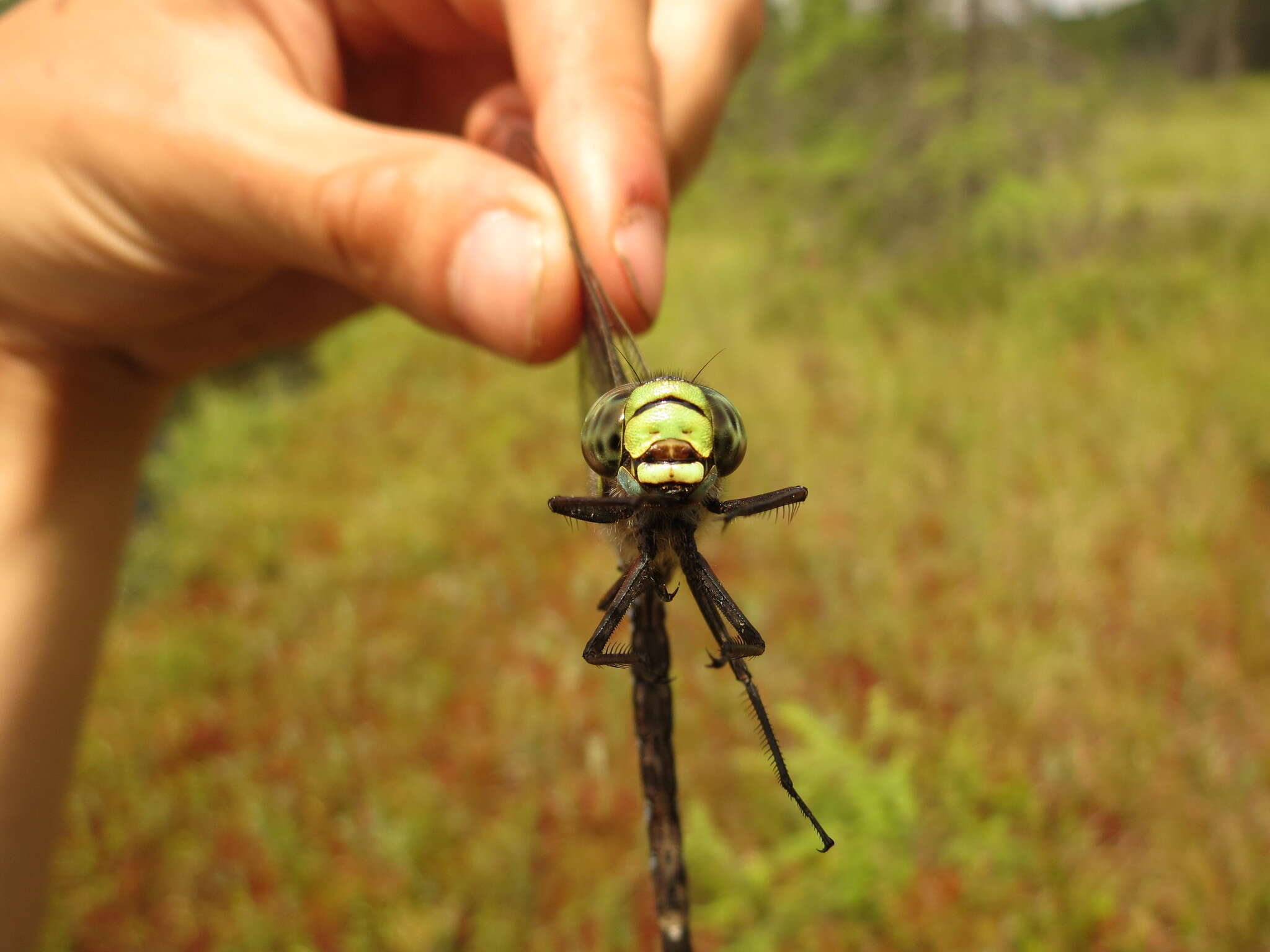 Image of Lake darner