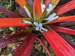 Image of Guzmania nidularioides L. B. Sm. & Read