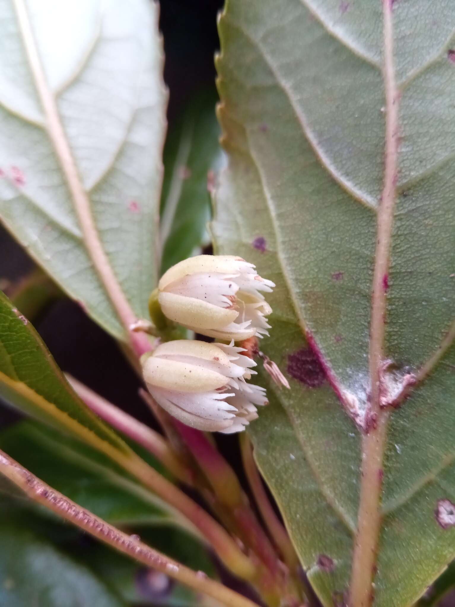 Image of Elaeocarpus corallococcus C. Tirel