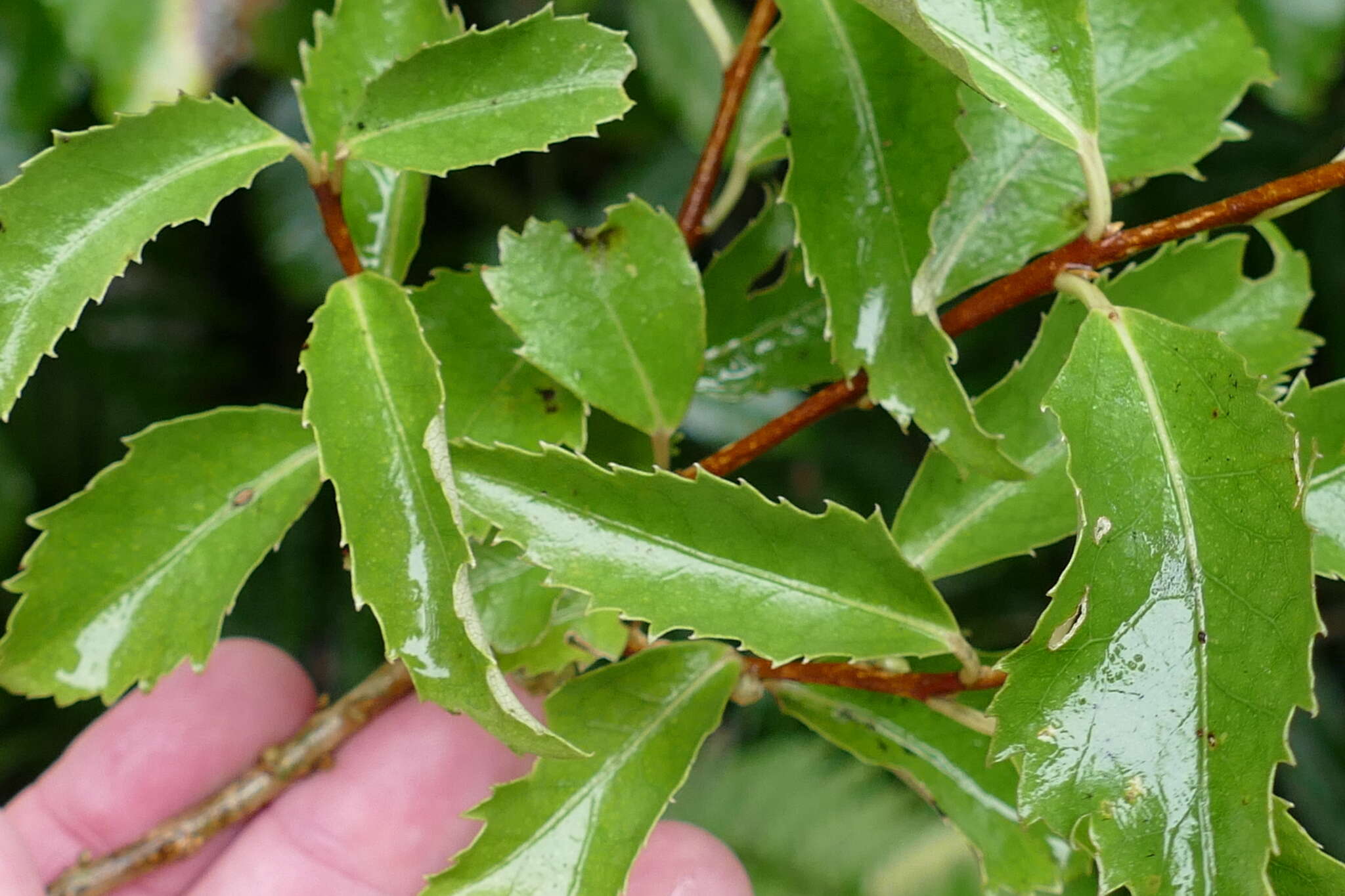 Image of Hoheria sexstylosa var. ovata (Simpson & Thomson) Allan