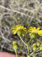 Plancia ëd Senecio lyonii A. Gray ex Lyon