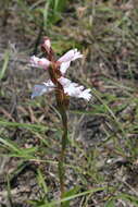 Image de Satyrium sphaerocarpum Lindl.