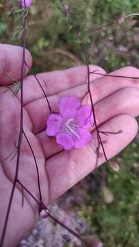 Image of Seminole False Foxglove