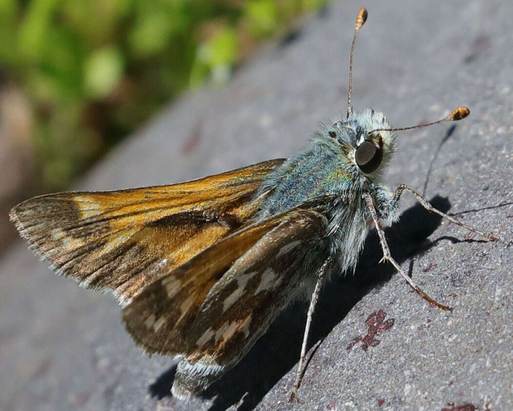 Image of Juba Skipper