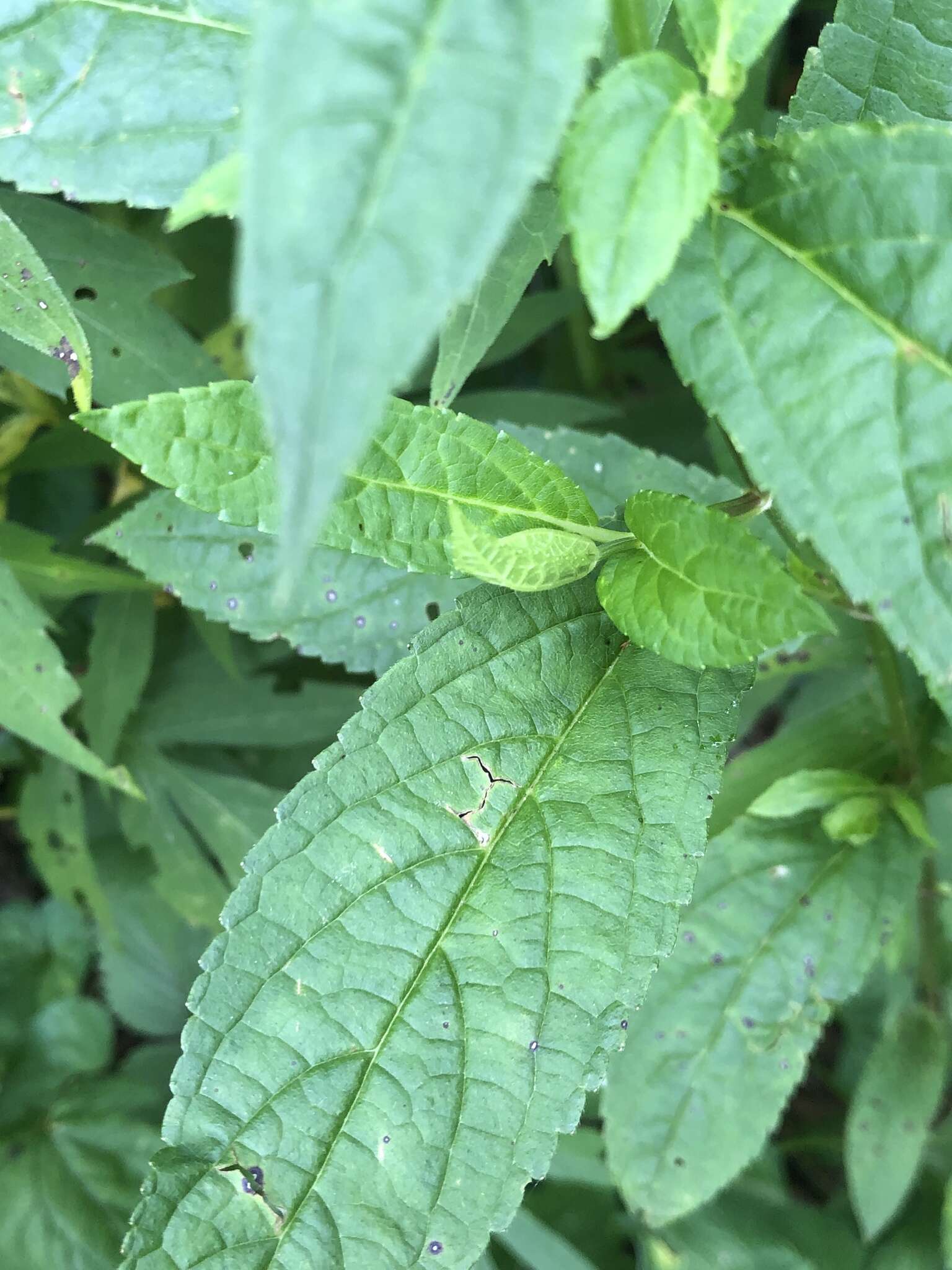 صورة Stachys latidens Small