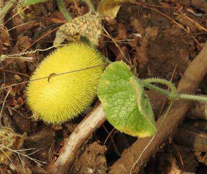 Image of Hedgehog cucumber