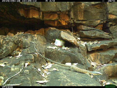 Image of Glauert's Monitor