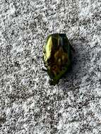 Image of emerald beetle