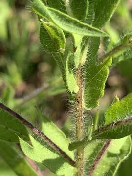 Image of lanceleaf ragweed