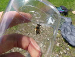 Image of Eristalis jugorum Egger 1858