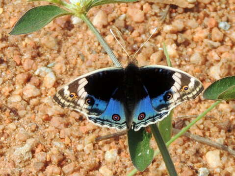 Image de Junonia orithya Linnaeus 1764