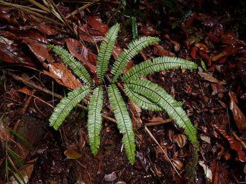 Adiantum cajennense Willd.的圖片