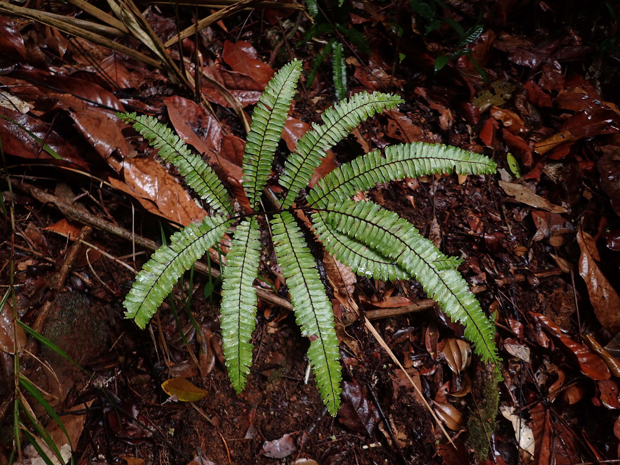 Image of Adiantum cajennense Willd.