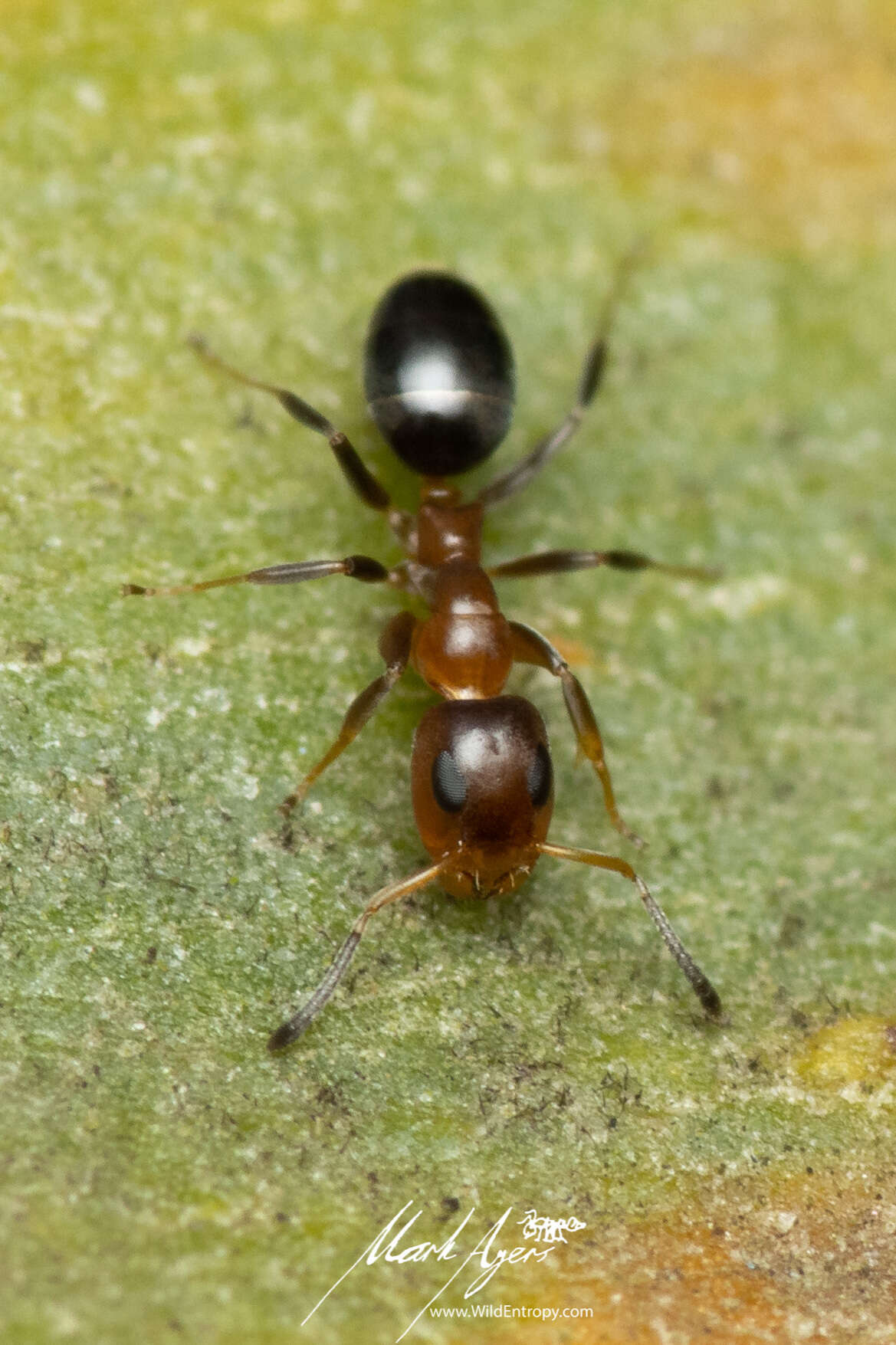 Plancia ëd Turneria bidentata Forel 1895