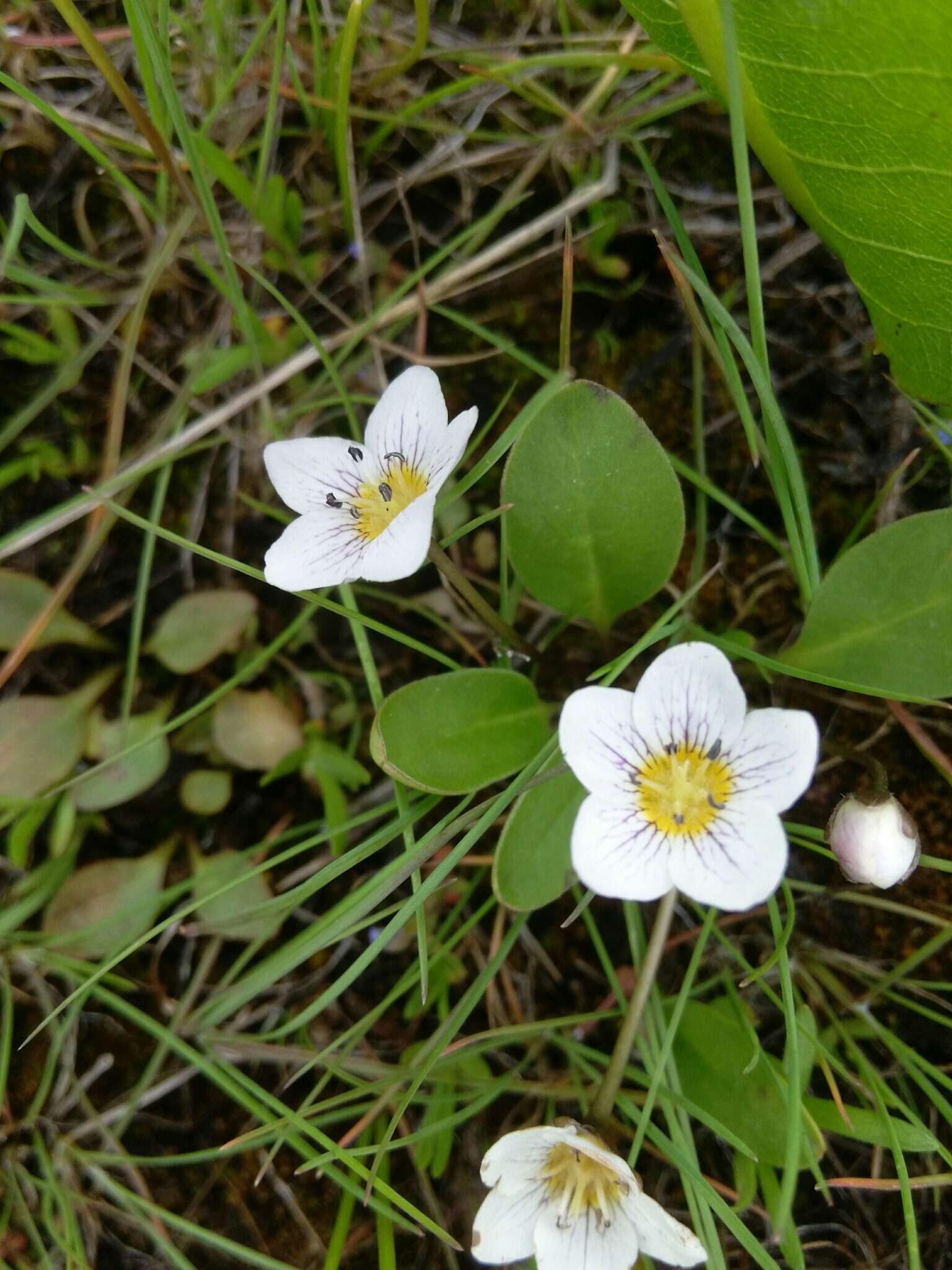 Image of Dwarf Monkey-Fiddle