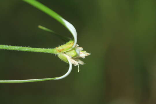 صورة Rhynchospora blepharophora (J. Presl & C. Presl) H. Pfeiff.