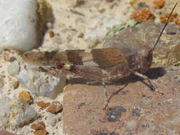 Image of Trimerotropis latifasciata Scudder & S. H. 1880