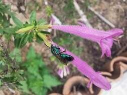 صورة Pseudaugochlora graminea (Fabricius 1804)