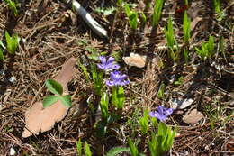 Image of dwarf lake iris