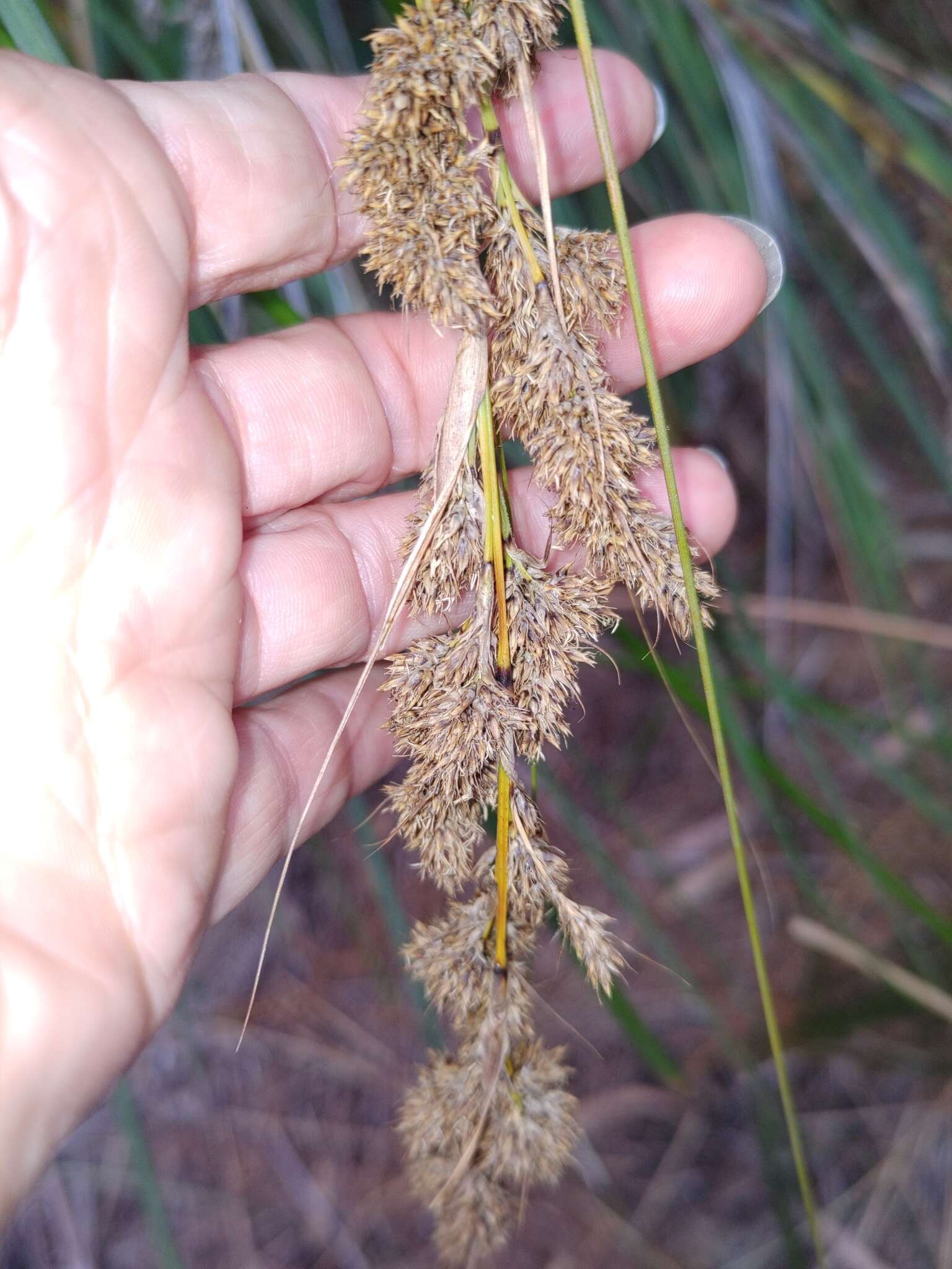 Image of Gahnia trifida Labill.