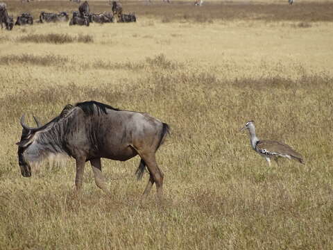 Image of Northern Kori Bustard