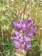 Image of <i>Lupinus <i>microcarpus</i></i> var. microcarpus