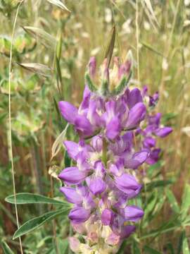 Image de <i>Lupinus <i>microcarpus</i></i> var. microcarpus