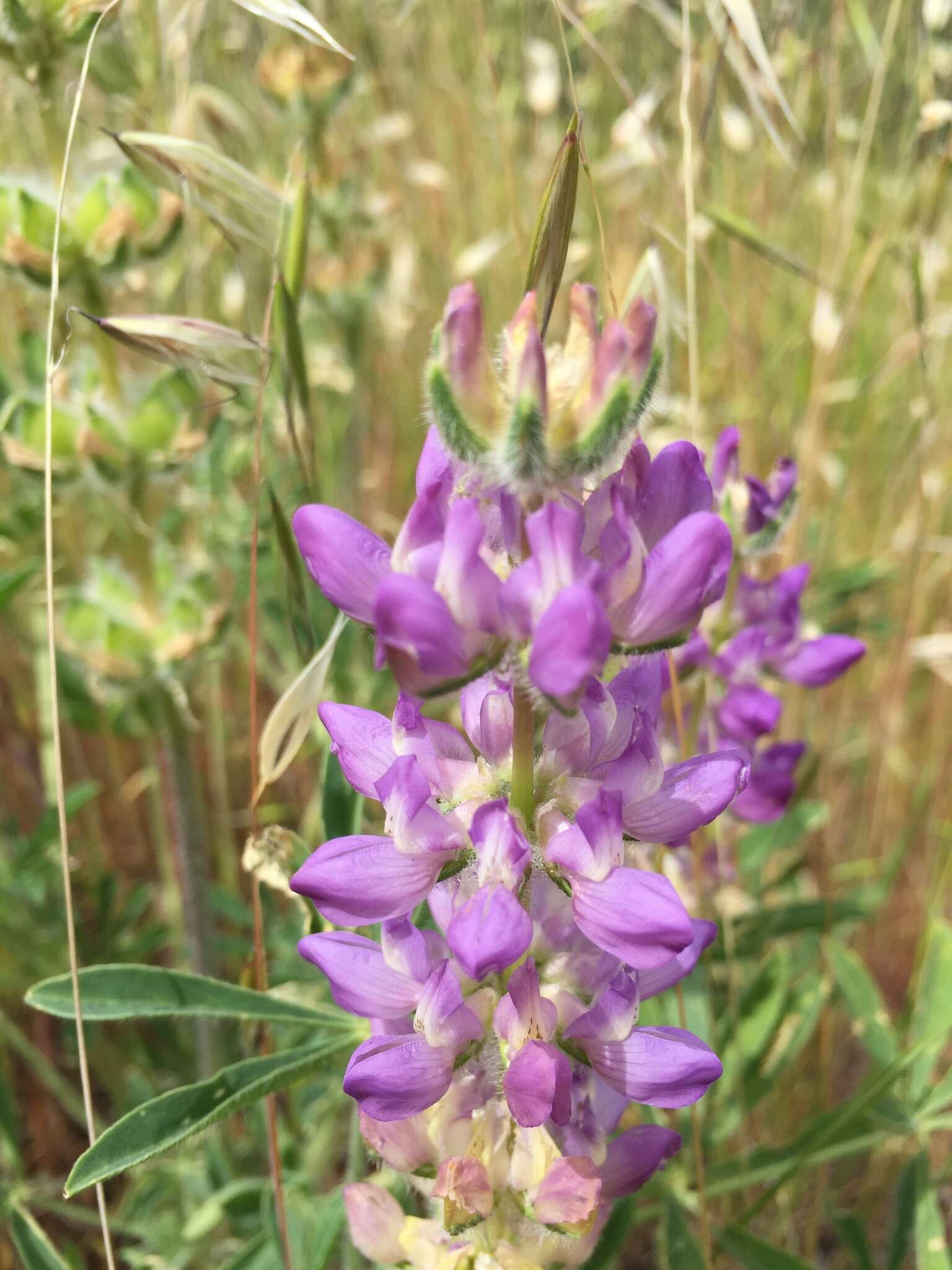 Image of <i>Lupinus <i>microcarpus</i></i> var. microcarpus