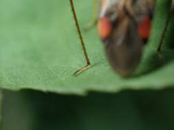 Adelphocoris seticornis (Fabricius 1775)的圖片