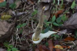 Amorphophallus variabilis Blume resmi