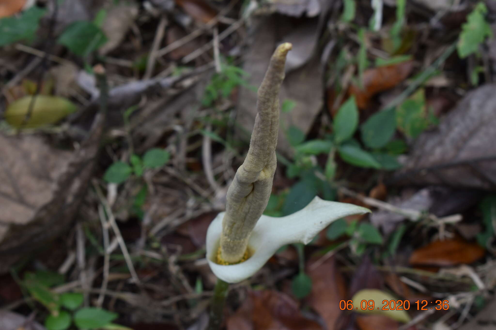 Image of Amorphophallus variabilis Blume