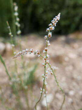 Image of Sesamoides purpurascens (L.) G. López González