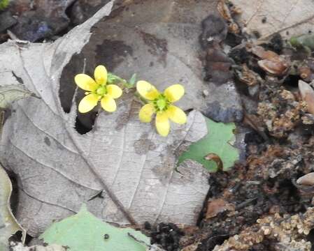 Plancia ëd Saxifraga cymbalaria subsp. cymbalaria