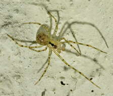 Image of cave cobweb spiders