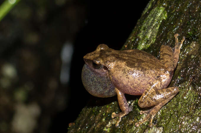 Image of Pseudophilautus amboli (Biju & Bossuyt 2009)