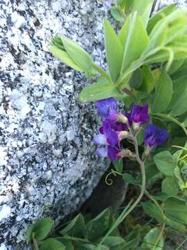 Image of beach pea